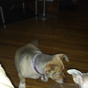 Meet your Posher, Mandy